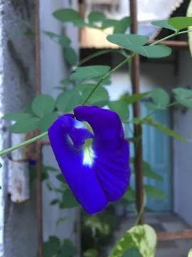 Indigo Flower Stock Photos