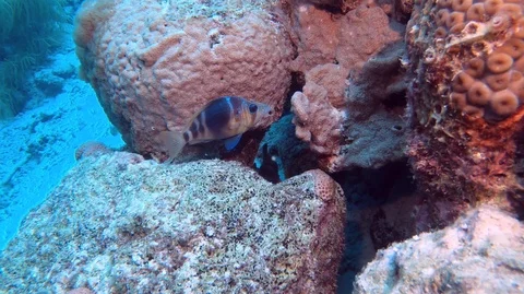 Indigo hamlet Stock Footage 105529726