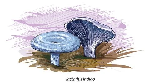 Indigo Milk Cap Stock Illustration