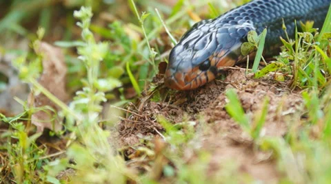 Indigo Snake Video stock 37851044