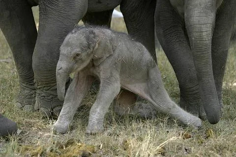 Indischer Elefant, Elephas maximus, mit gerade geborenem Kalb, Kanha Natio... Stock Photos