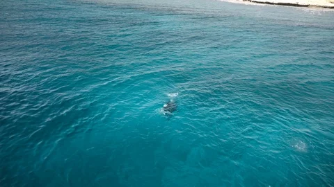 Indistinguishable scuba diver dive under the water. View from above Stock Footage 91156122