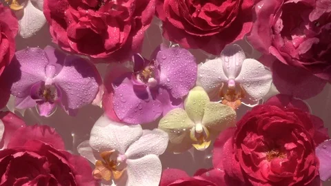 Individual droplets of water falling down on romantic roses and orchids flowers Видео 112251502