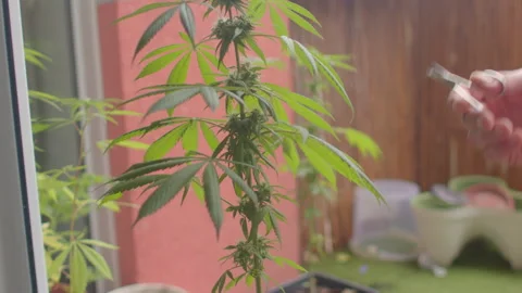 Individual gently examining and pruning potted balcony plant with attentive care Stock Footage 325073939