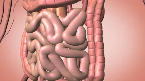 Individual intestinal close-up Stock Footage 121202733