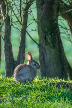 Individual rabbit at easter Stock Photos