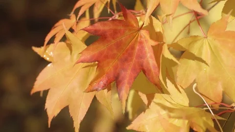A individual red leaf stands out against golden leaves on a tree in fall 스톡 동영상 71230672