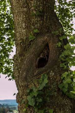 Individual tree bark of a tree in the park 库存照片