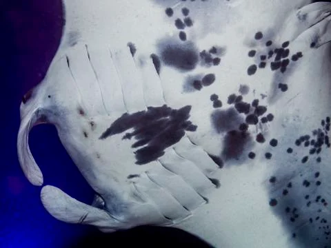 The individual unique spot pattern on the underside of a Coastal Manta Ray (Mant Stock Photos