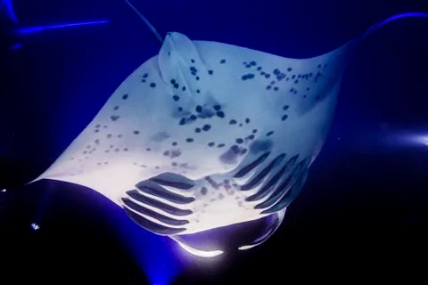 The individual unique spot pattern on the underside of a Coastal Manta Ray (Mant Stock Photos