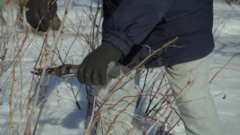 Individual in winter attire uses pruning shears to trim branches in a snowy Stock Footage 330189039