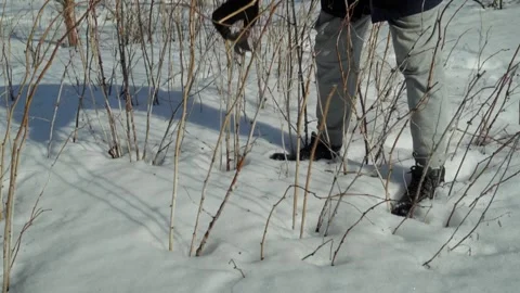Individual in winter clothing uses pruning shears to trim branches raspberries Stock Footage 329934962