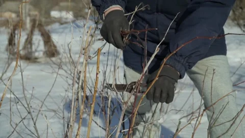 Individual in winter clothing uses pruning shears to trim branches from shrubs Stock Footage 329972635