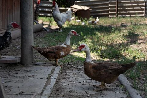Indo duck free range in the backyard of a small rural home farm Stock Photos