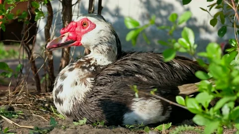 An Indo-ducks is walking on a farm. Stock Footage 154398614