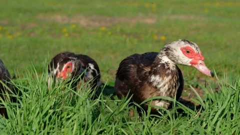 An Indo-ducks is walking on a farm. Stock Footage 154749647