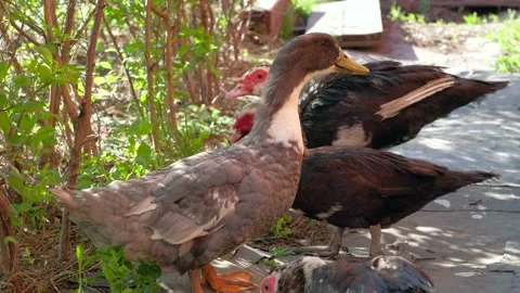 An Indo-ducks is walking on a farm. Stock-Footage 156233298
