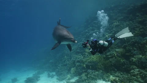 An Indo-Pacific bottlenose dolphin playfully circles around a diver filming Stock Footage 149269161