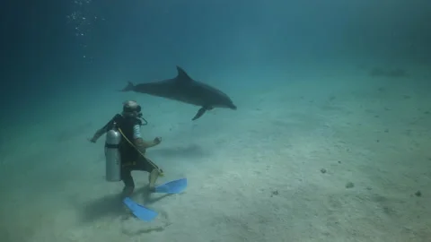 An Indo-Pacific bottlenose dolphin playfully circles around a tourist diver Stock Footage 149272157