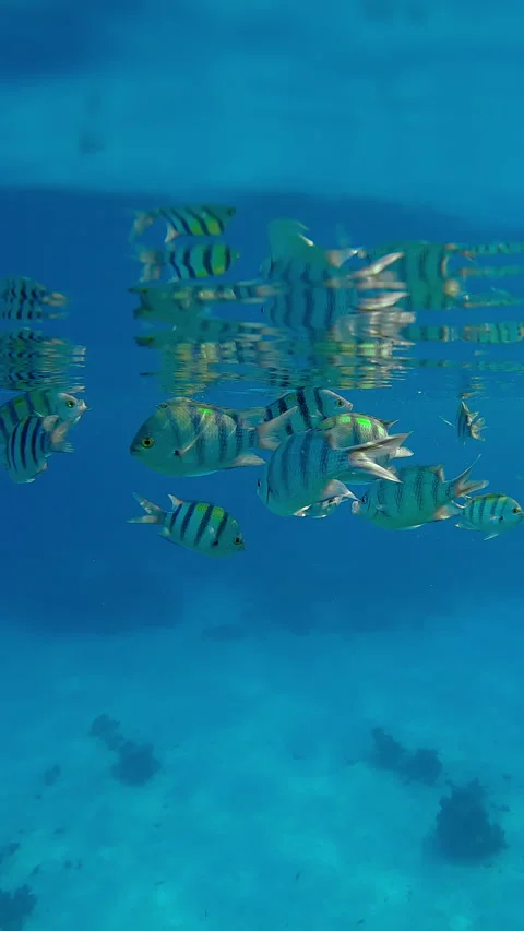 Indo-Pacific Indo-Pacific sergeant feeds on plankton from surface layer as it Stock Footage 312125426
