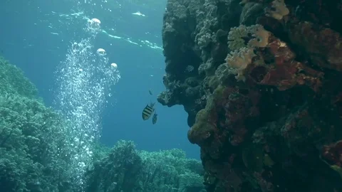 Indo-Pacific sergeant (Abudefduf vaigiensis) in Red sea Stock-Footage 78713937