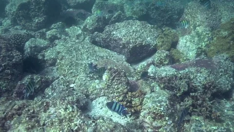 Indo-Pacific sergeant (Abudefduf vaigiensis) in Fujairah Stock Footage 82145826