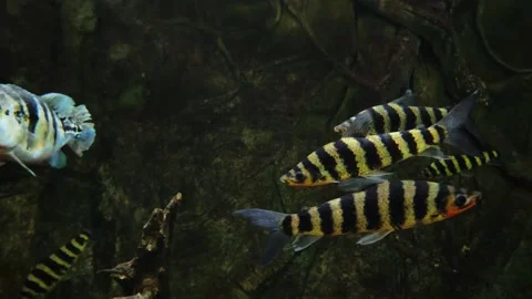 Indo pacific sergeant and peacock bass fish swimming together. Stock Footage 336056945