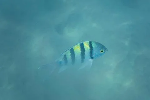 Indo Pacific sergeant fish seen during snorkelling in Marsa Alam Фото