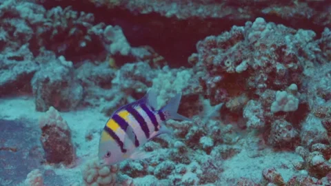 INDO-PACIFIC SERGEANT Stock Footage 244690386