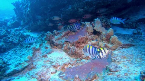 Indo-Pacific sergeant major, Abudefduf vaigiensis, Hawaii. Stock Footage 152488548