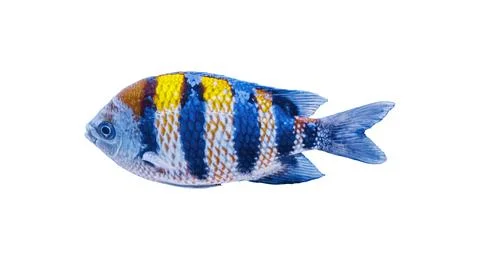 Indo-Pacific sergeant major fish isolated on white background Stock Photos