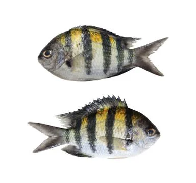 Indo-Pacific sergeant or Abudefduf vaigiensis fish isolated on white backgrou Stock Photos