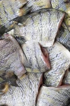 Indo-Pacific sergeant or Abudefduf vaigiensis fish background. Stock Photos