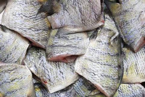 Indo-Pacific sergeant or Abudefduf vaigiensis fish background. Stock Photos