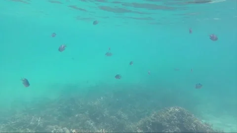 Indo Pacific Sergeant or Sergeant Major Fish on Coral reef, Perhentian, Malaysia Stock Footage 200957173