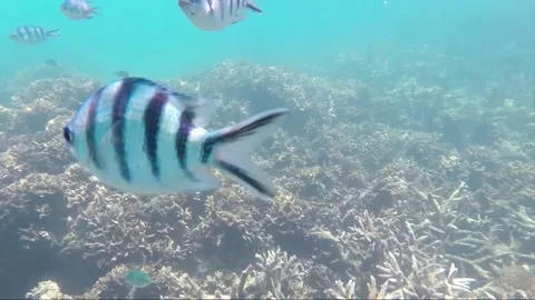 Indo Pacific Sergeant or Sergeant Major Fish on Coral reef, Perhentian, Malaysia Vidéo 200957781