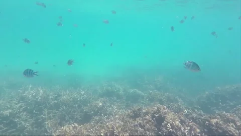 Indo Pacific Sergeant or Sergeant Major Fish on Coral reef, Perhentian, Malaysia Stock Footage 200958903