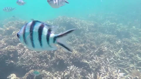 Indo Pacific Sergeant or Sergeant Major Fish on Coral reef, Perhentian, Malaysia Stock Footage 200959613