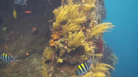 Indo pacific sergeantfish Stock Footage 10724468