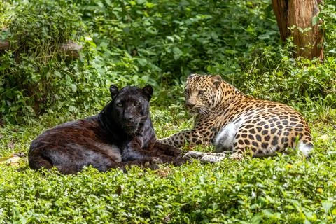 Indochinese black leopard with spotted leopard (Panthera pardus delacouri) Stockfoto's