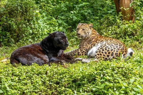 Indochinese black leopard with spotted leopard (Panthera pardus delacouri) Foto stock