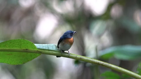 Indochinese Blue Flycatcher Video stock 128041962