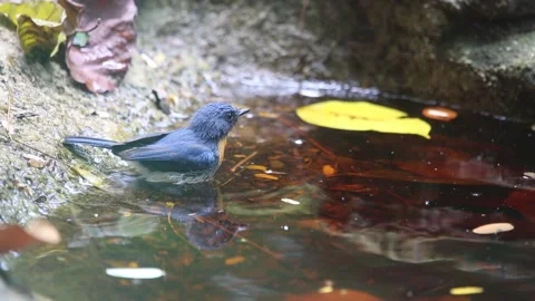 Indochinese Blue Flycatcher,bird batching, Stock Footage 252959960