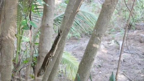 Indochinese ground squirrel on tree trunk in forest Stock Footage 146510053