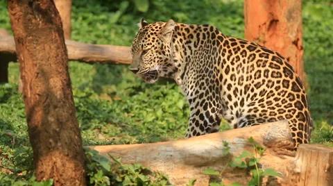 Indochinese Leopard resting. Video stock 68591793