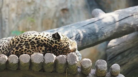 Indochinese Leopard.60 FPS. Stock Footage 49123046