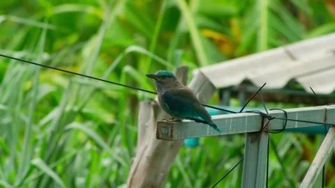 Indochinese Roller Eating a Small Lizard on a Perch 스톡 동영상 343334897