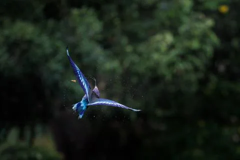 Indochinese Roller in flight shaking head after catching wrong prey in water Stock Photos