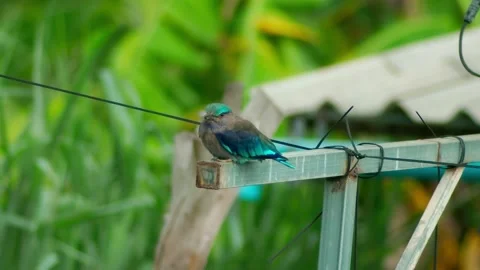 Indochinese Roller Holding Position on a Rail During Strong Gusts Vídeo Stock 343334916
