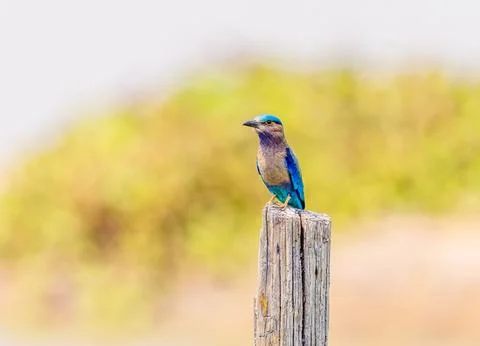 An Indochinese Roller perched on a stump Stock Photos